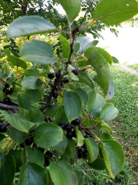 Image of common buckthorn