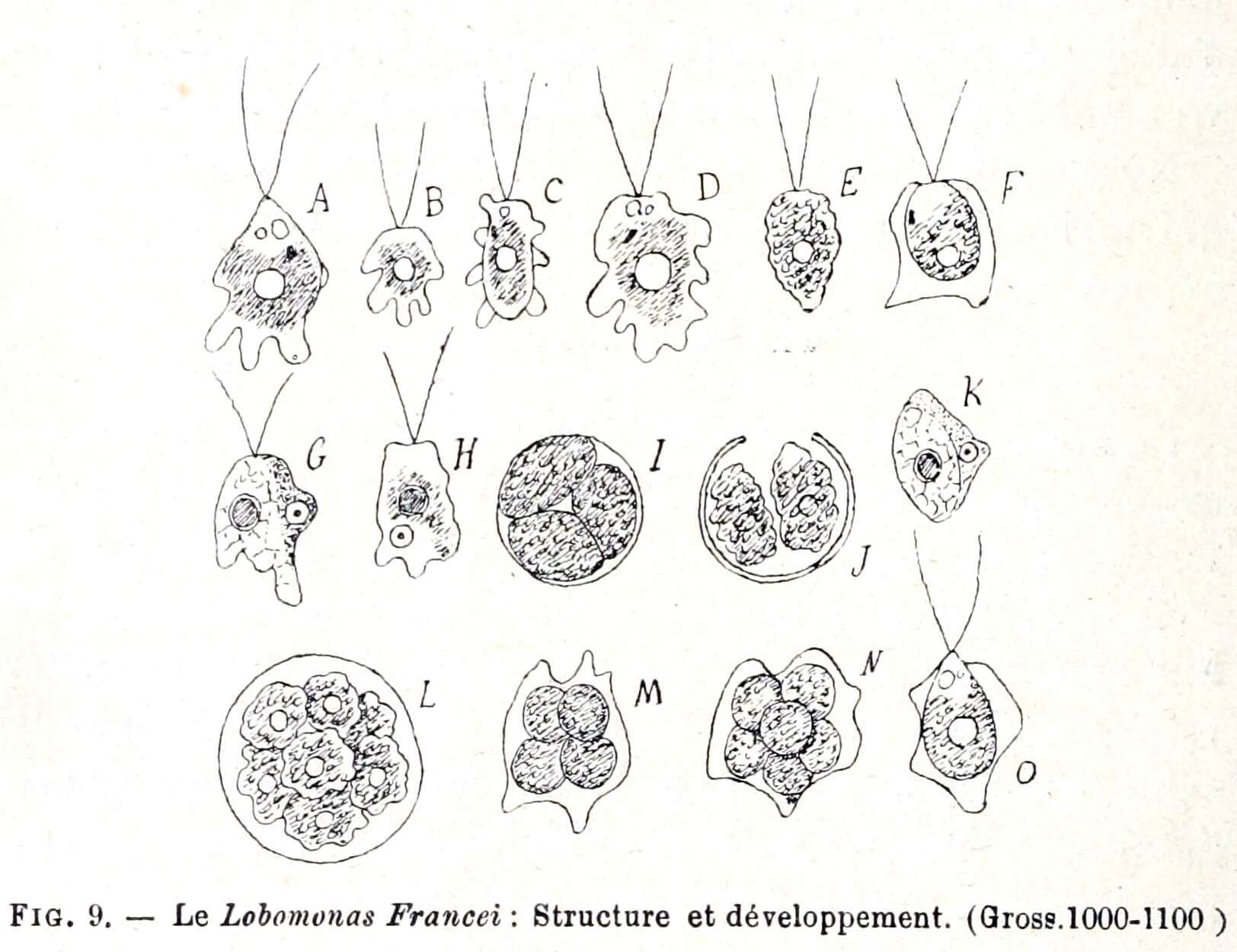 Image of Lobomonas P.-A. Dangeard 1899