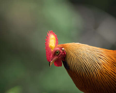 Image of Ceylon Junglefowl