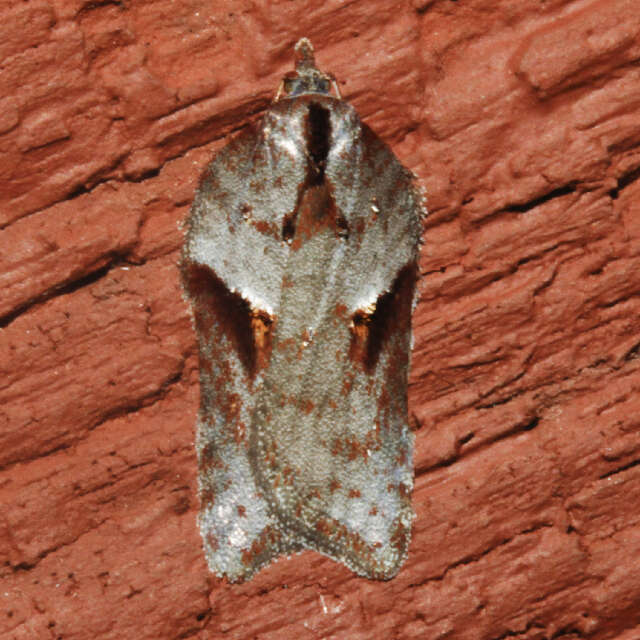 Image of Acleris bowmanana