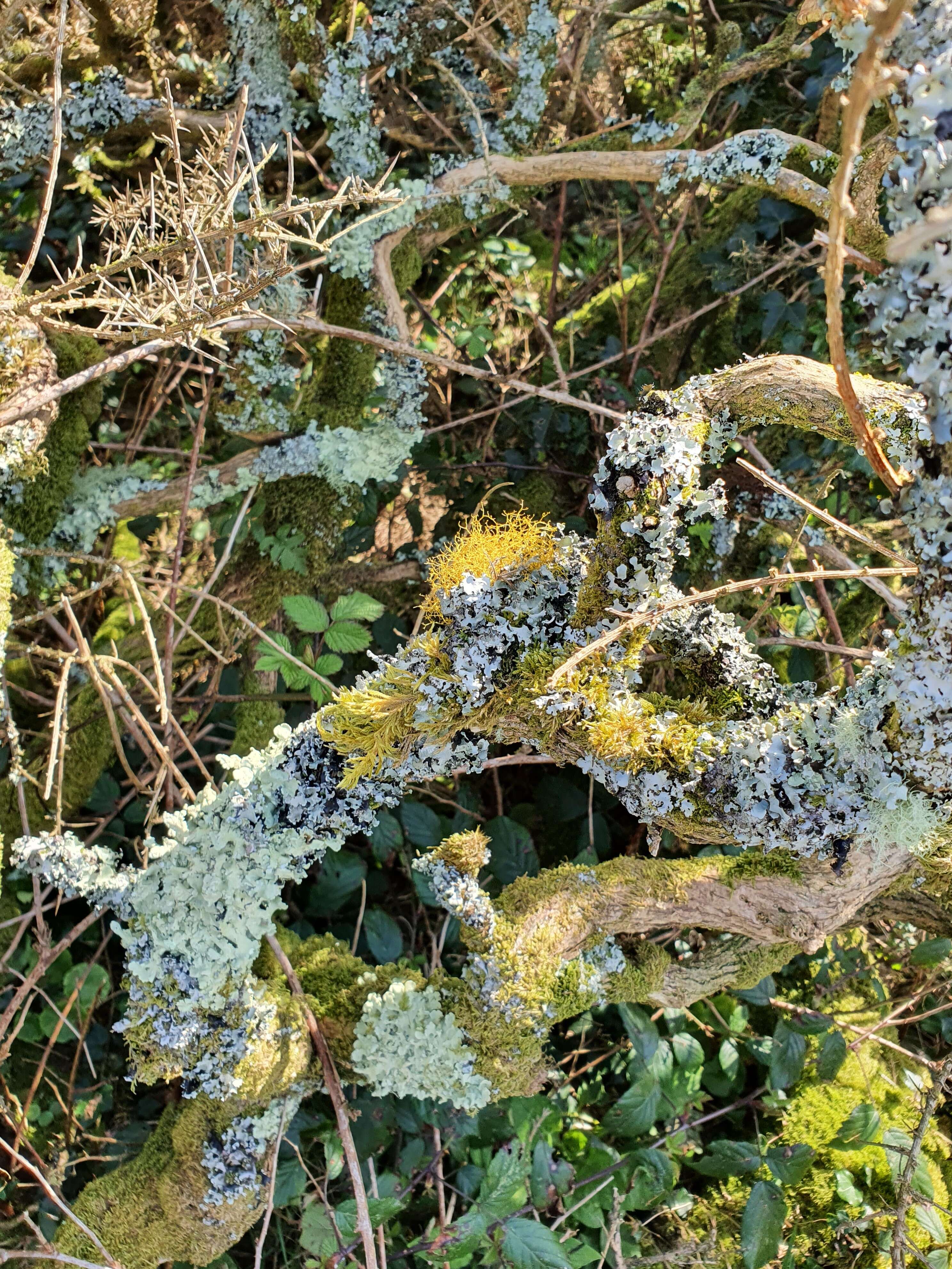 Image of teloschistes lichen