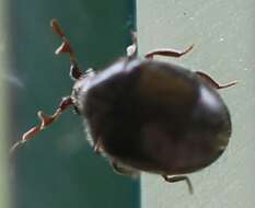 Image of Caenocara bovistae
