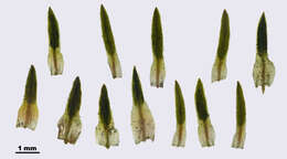 Image of aloe haircap