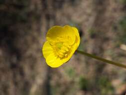 Image of Goldilocks Buttercup