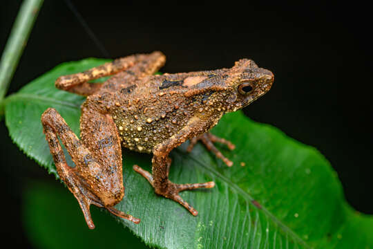 Image of Bourbon Toad