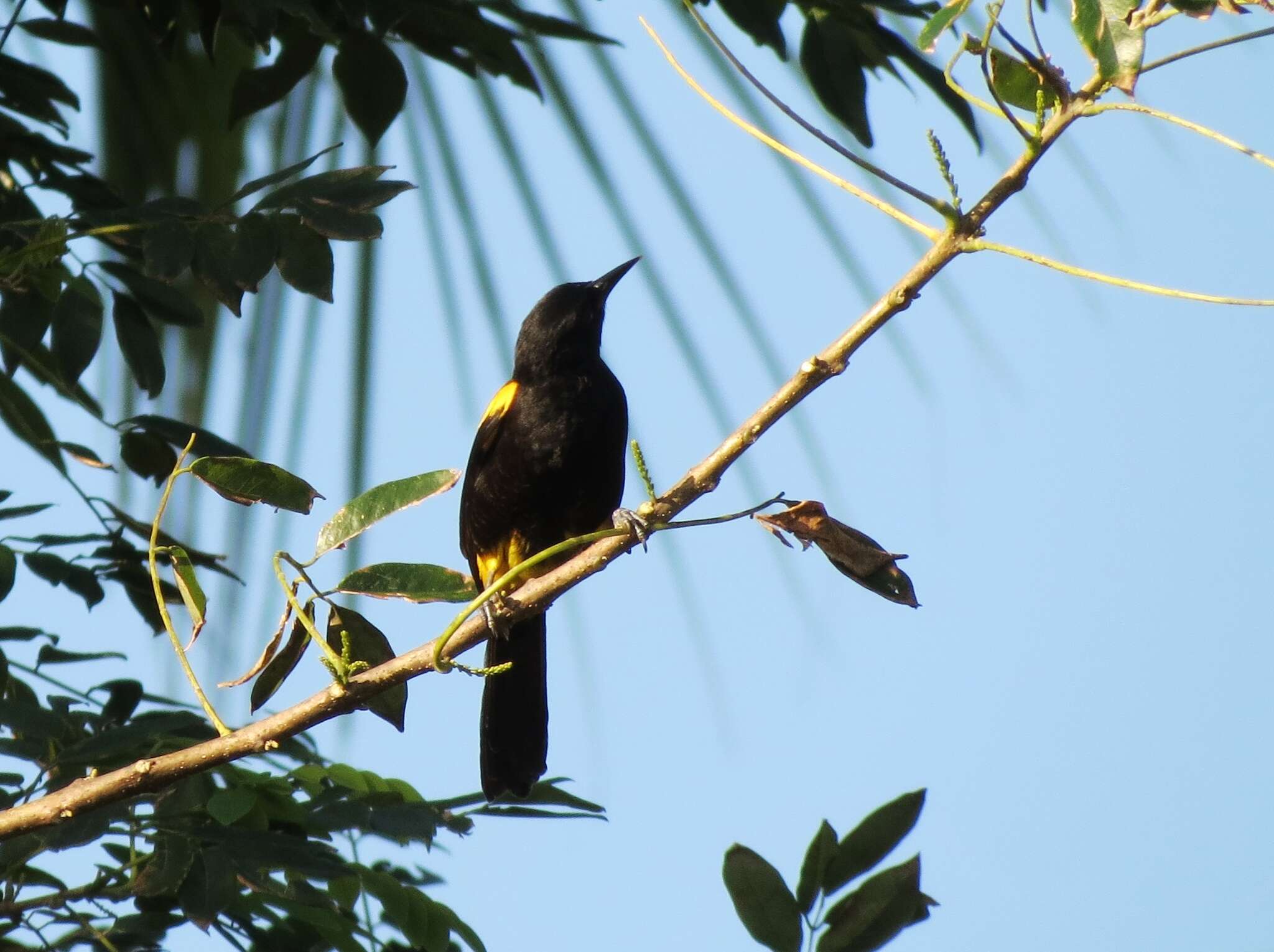 Image de Oriole de Porto Rico