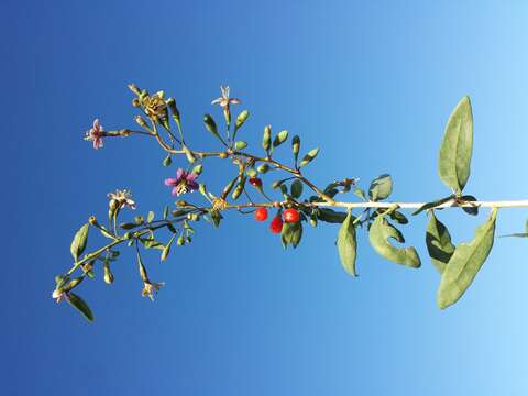 Image of matrimony vine