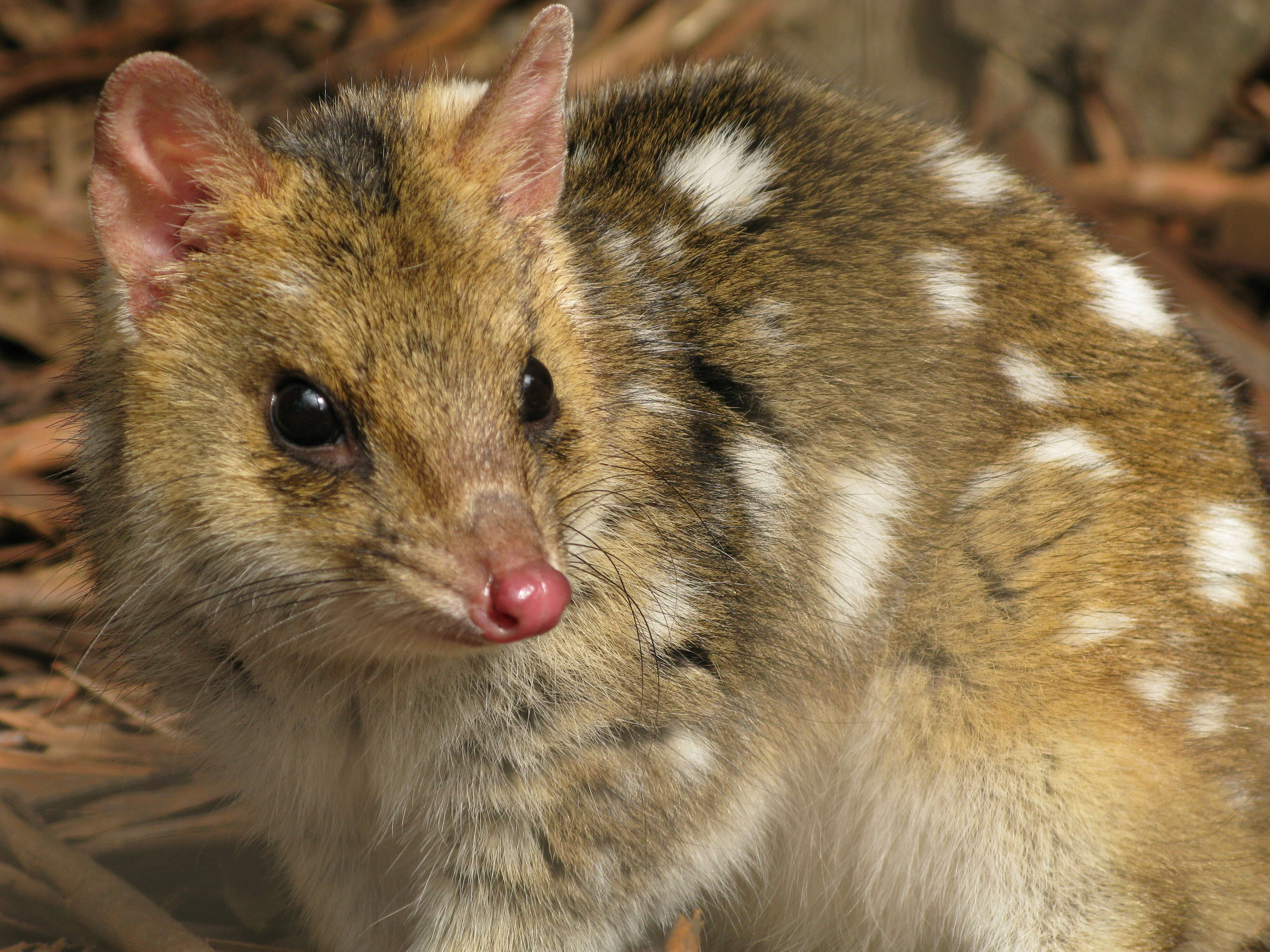 Imagem de Dasyurus viverrinus (Shaw 1800)