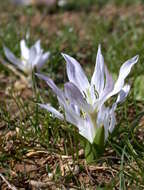 Image of Colchicum szovitsii Fisch. & C. A. Mey.