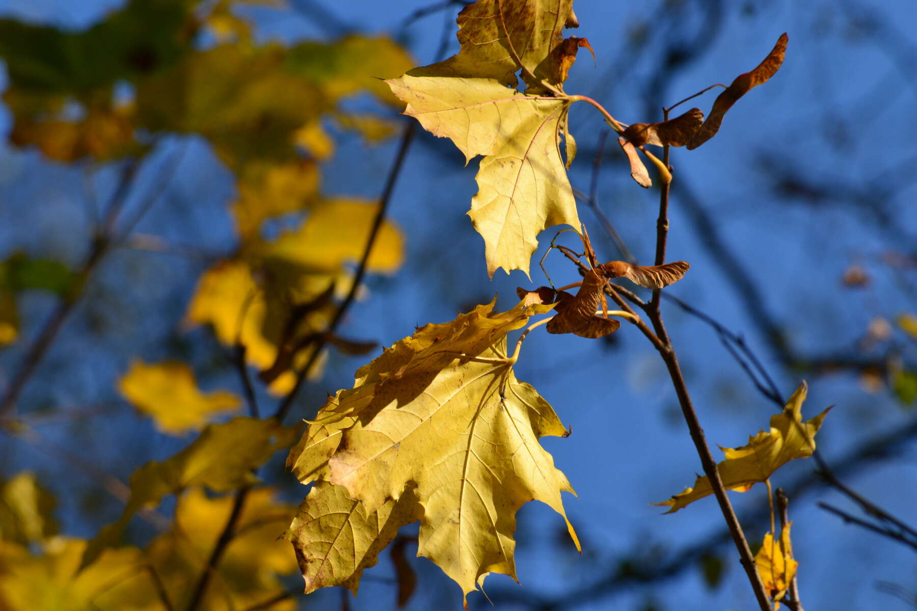 Image of Norway Maple