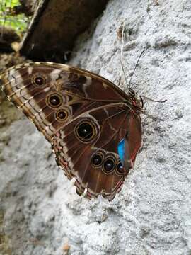 Imagem de Morpho menelaus Linnaeus 1758