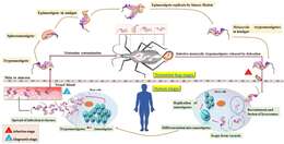 Image of Trypanosoma subgen. Schizotrypanum