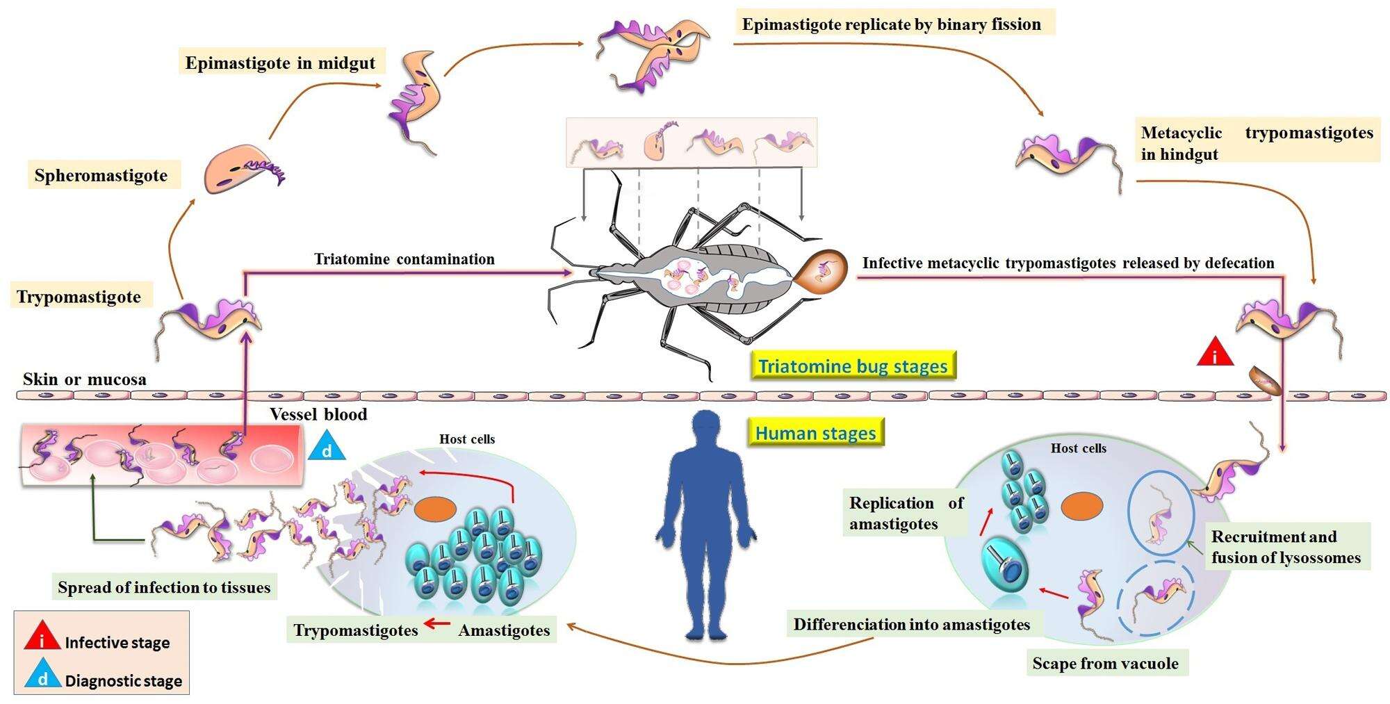 Image of Trypanosoma subgen. Schizotrypanum