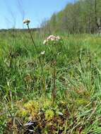 Image of marsh valerian