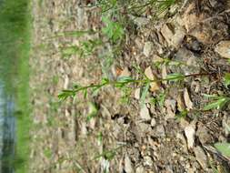 Image of american speedwell