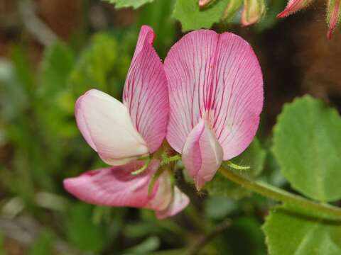 Ononis rotundifolia L.的圖片