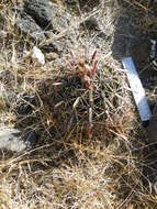 Image of Ferocactus latispinus (Haw.) Britton & Rose