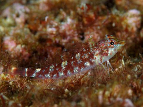 Image of Red-bodied triplefin