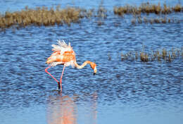 Слика од Phoenicopterus ruber Linnaeus 1758