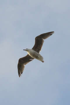 Image of Great Black-backed Gull