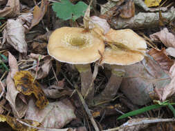 Image of Honey Fungus