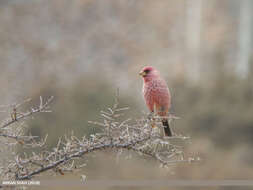 Image of Great Rosefinch