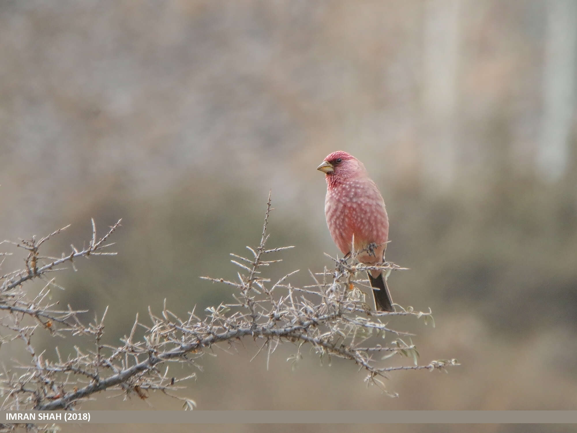 Image of Great Rosefinch