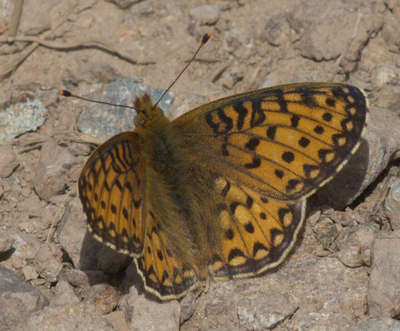 صورة Speyeria mormonia Boisduval 1869