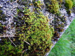 صورة Syntrichia ruralis Weber & D. Mohr 1803