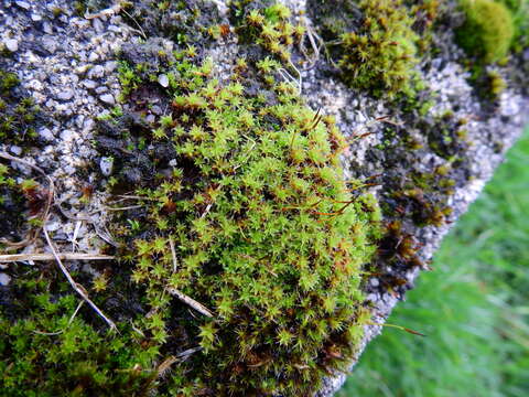 Image of great hairy screw-moss