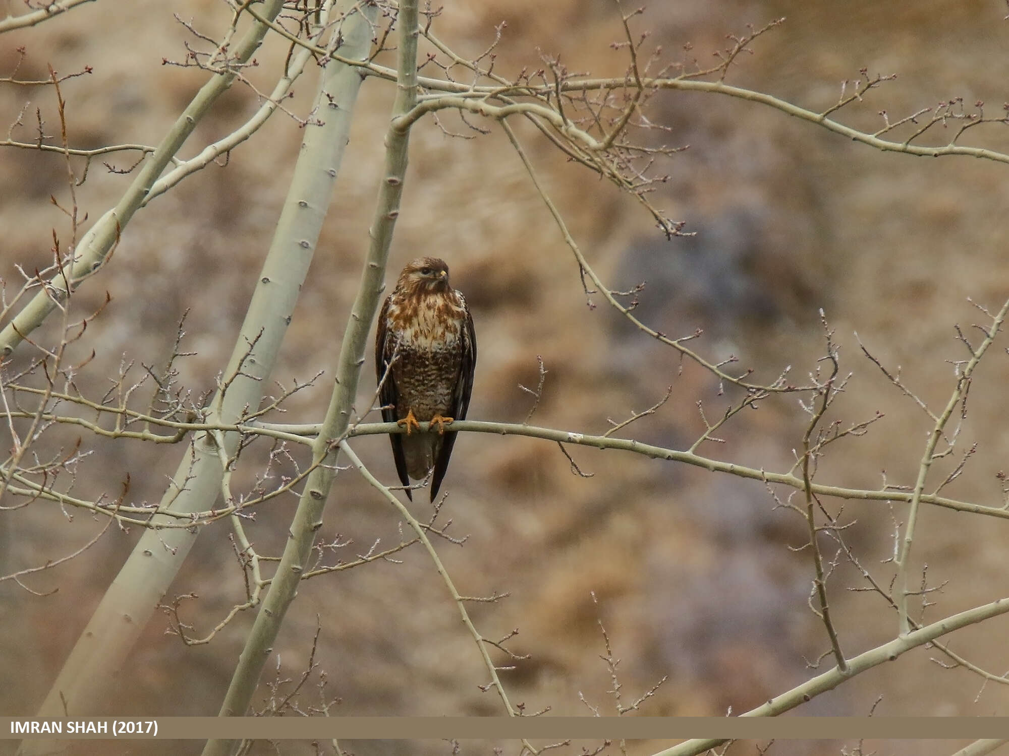 Imagem de Buteo burmanicus Hume 1875