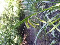 Image of Cyperus Sedge