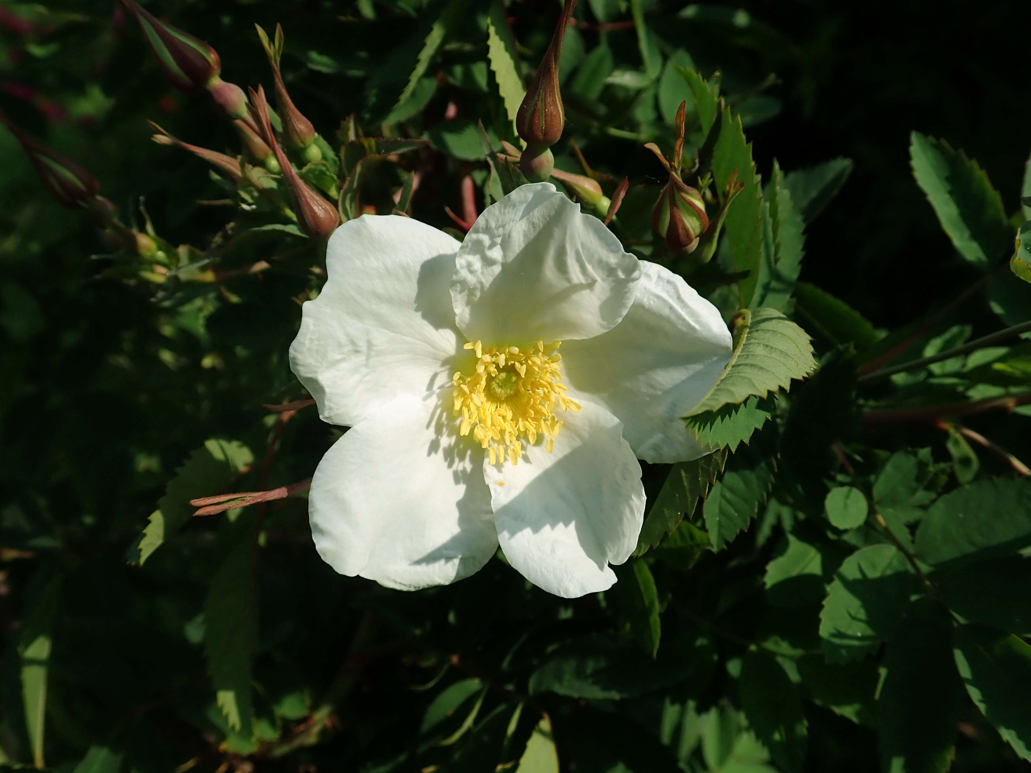 Image of Rosa beggeriana Schrenk