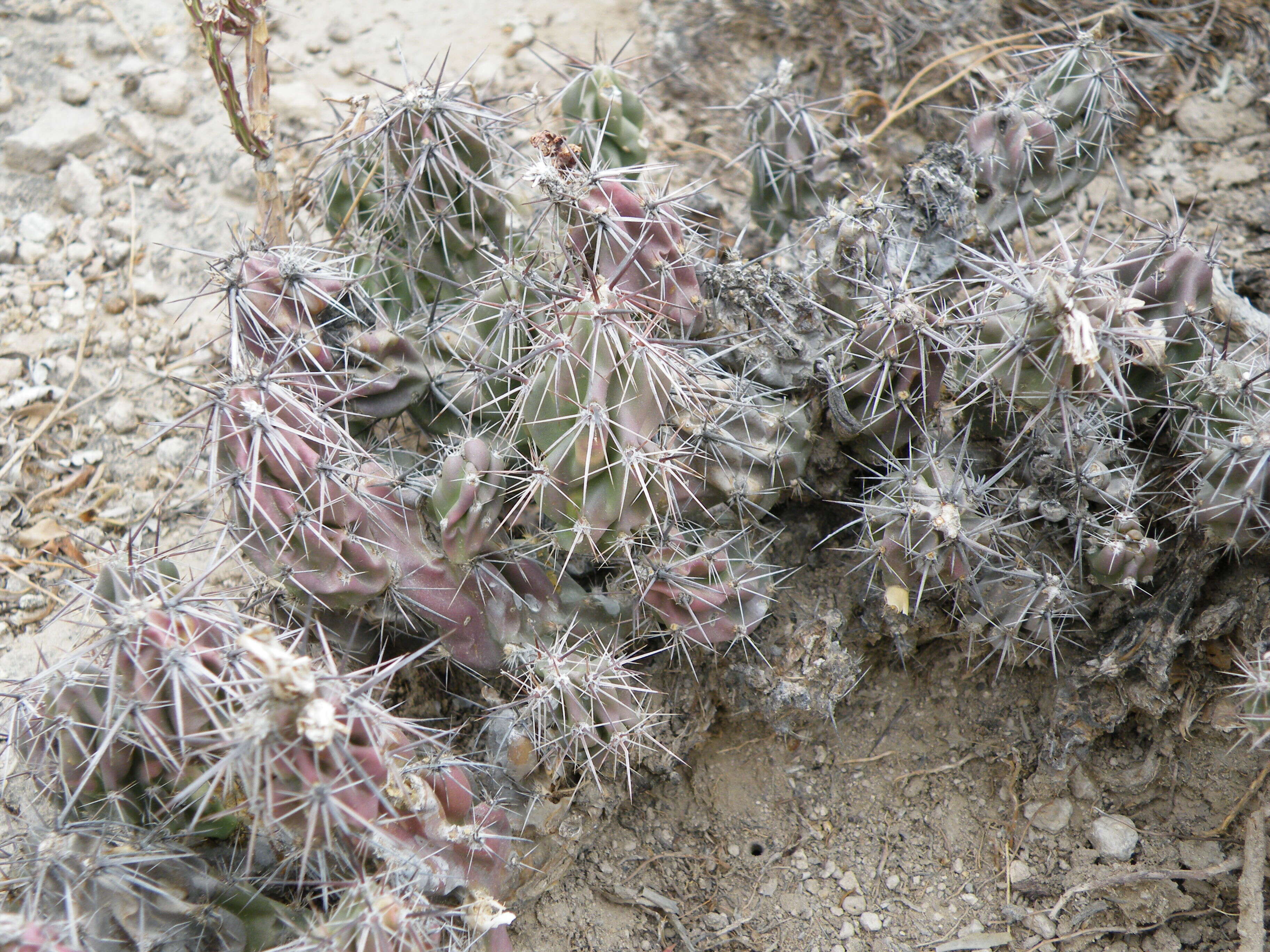 Image of Corynopuntia bulbispina (Engelm.) F. M. Knuth