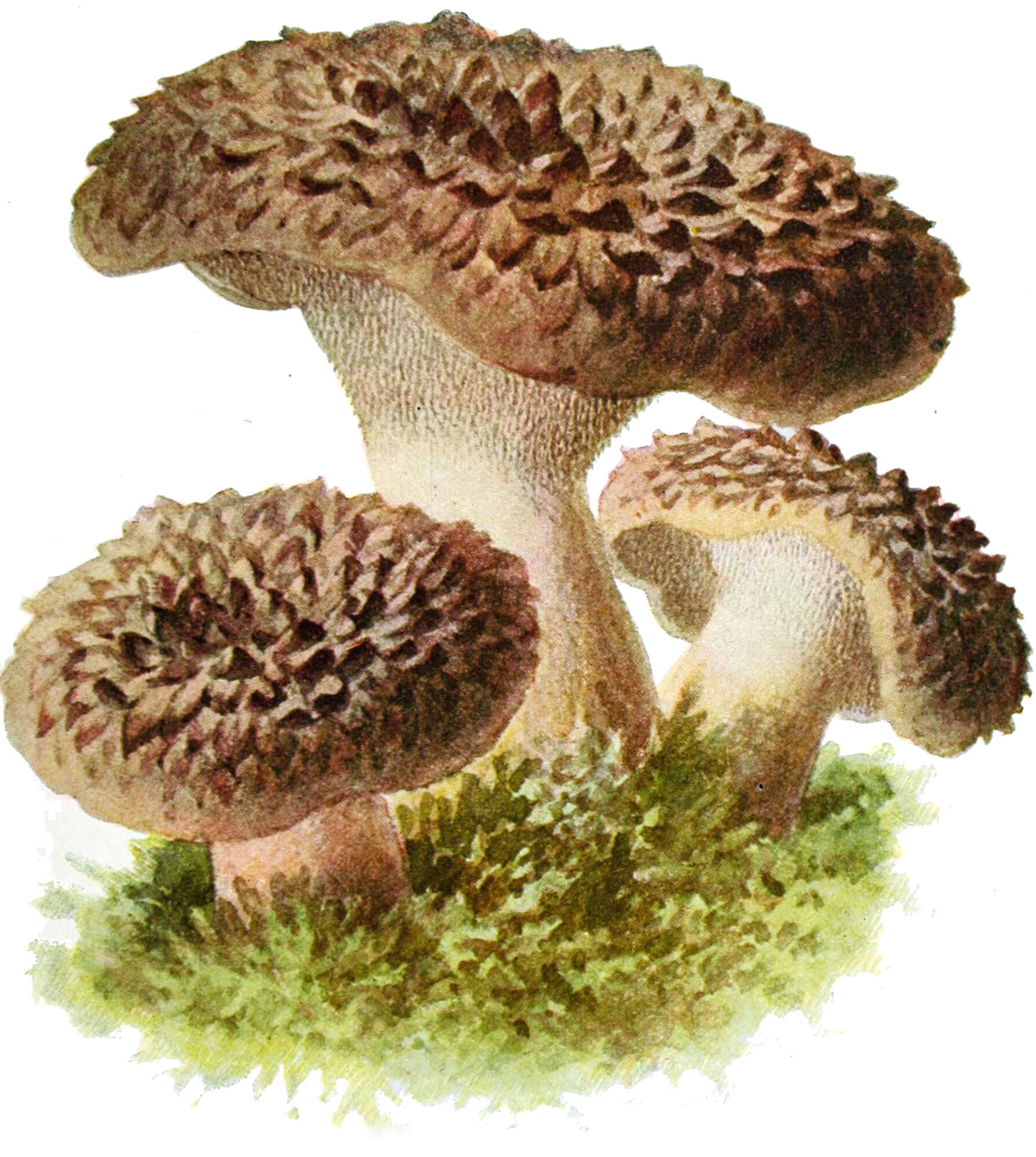 Image de Sarcodon imbricatus (L.) P. Karst. 1881