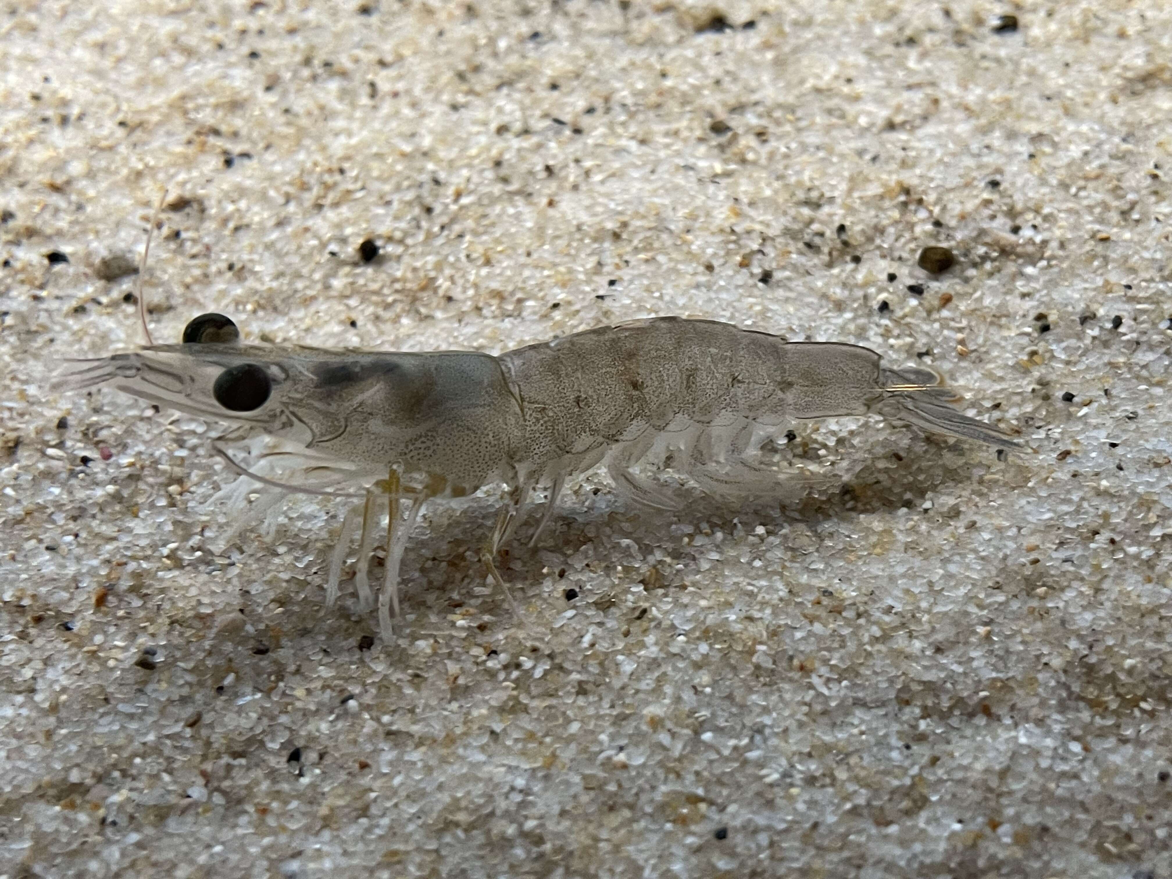 Image of greasyback shrimp