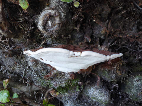 Image of Ganoderma applanatum