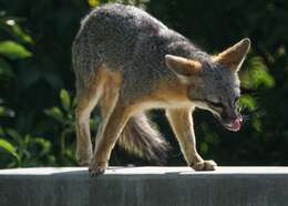 Image of Grey Foxes