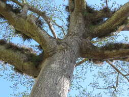 Image of kapoktree