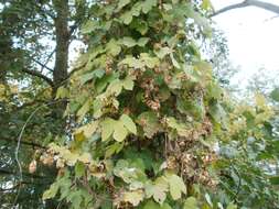 Image of common hop