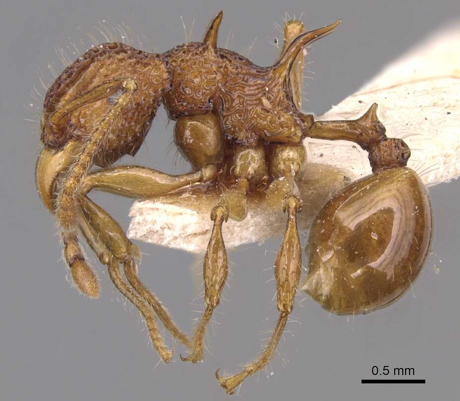 Image of Acanthomyrmex