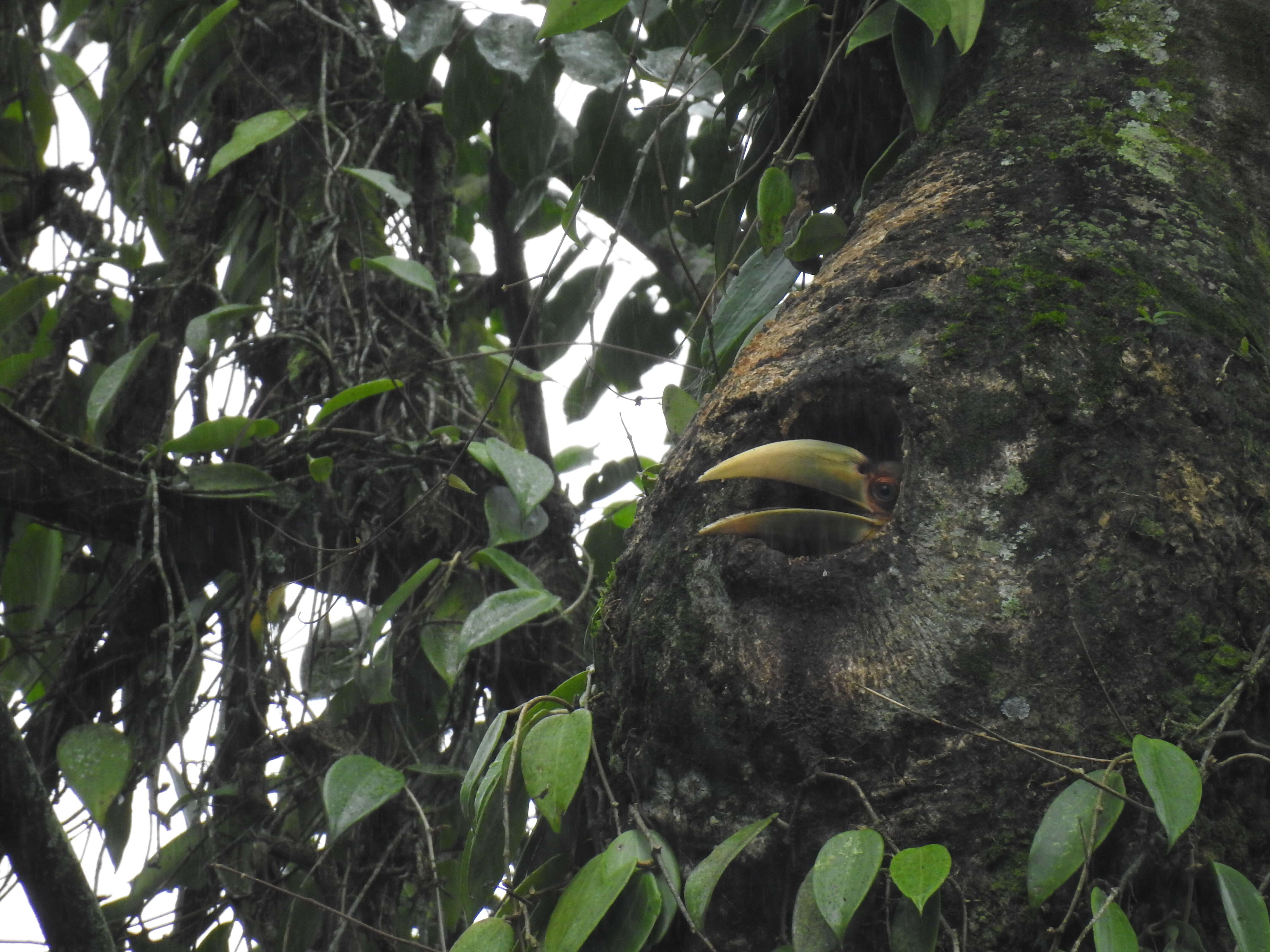 Image de Calao festonné