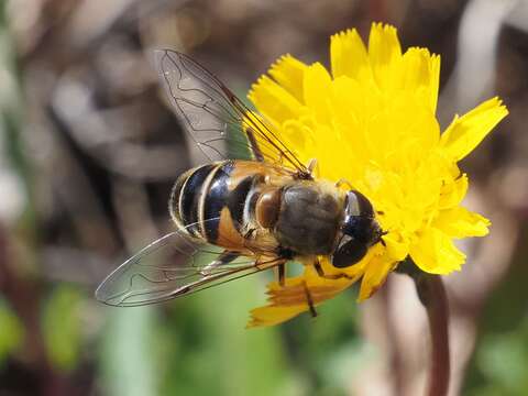 Image of Eristalis similis