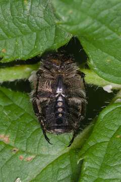 Image of Oxythyrea funesta (Poda 1761)