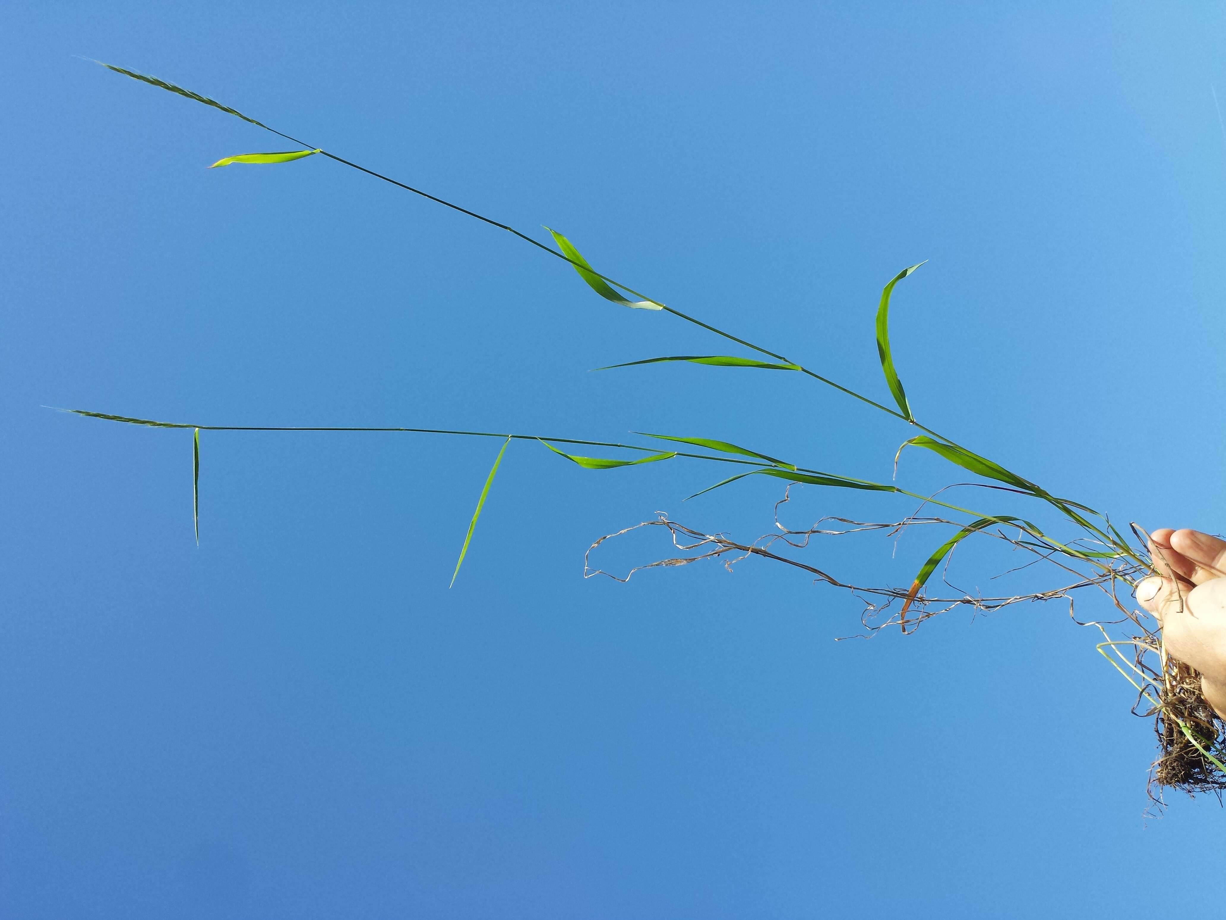 Image of bearded couch-grass