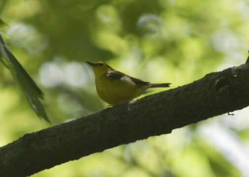 Слика од Setophaga citrina (Boddaert 1783)