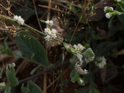 Image of sessile joyweed