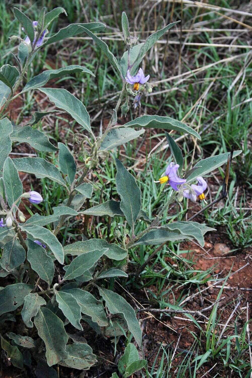 Image de Solanum campylacanthum Hochst. ex A. Rich.