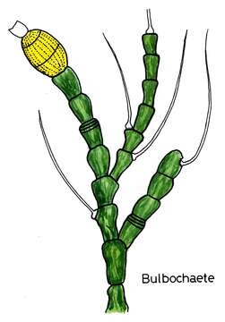 Bulbochaete C. Agardh 1817 resmi