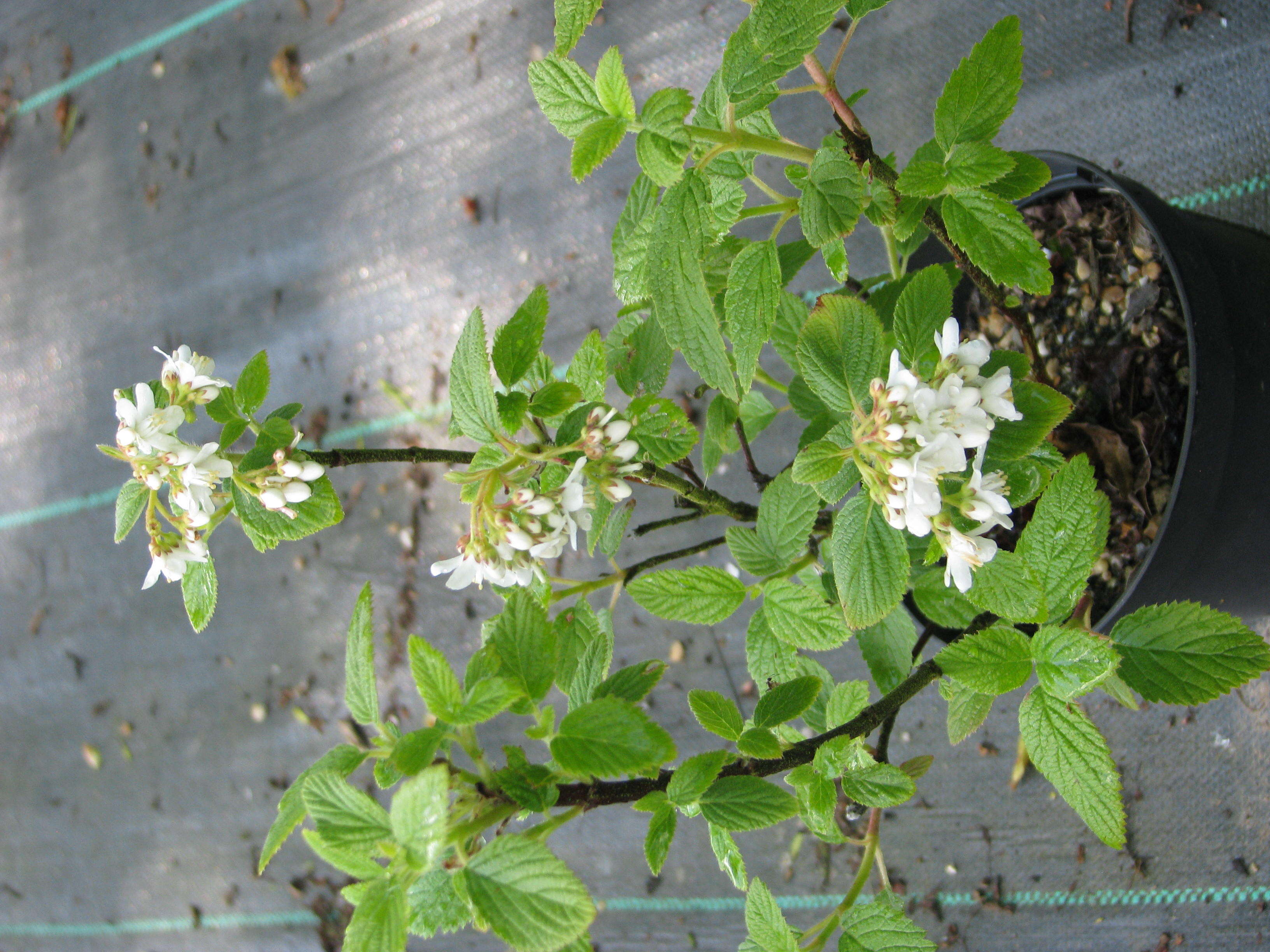 Image of fivepetal cliffbush